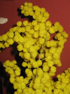 Mimosa flowers