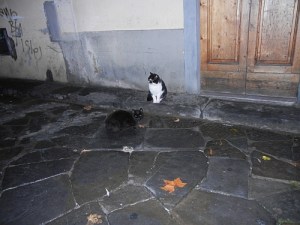 1-two-cats-ardiglione