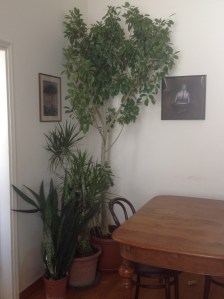 house-plants